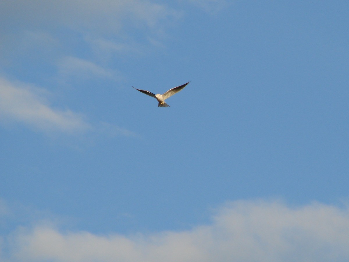 Black-shouldered Kite - Andrew Bishop