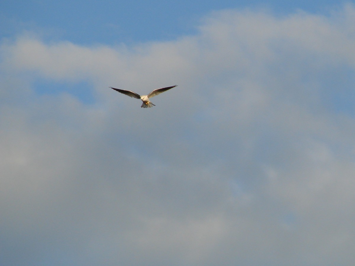 Black-shouldered Kite - Andrew Bishop