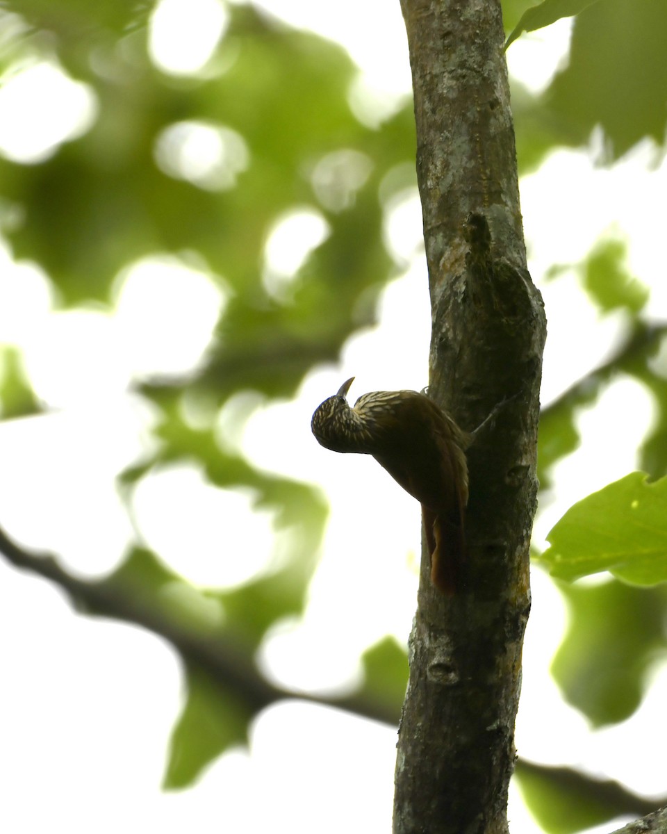 Straight-billed Woodcreeper - Experiencia Naturaleza Edwin Avella