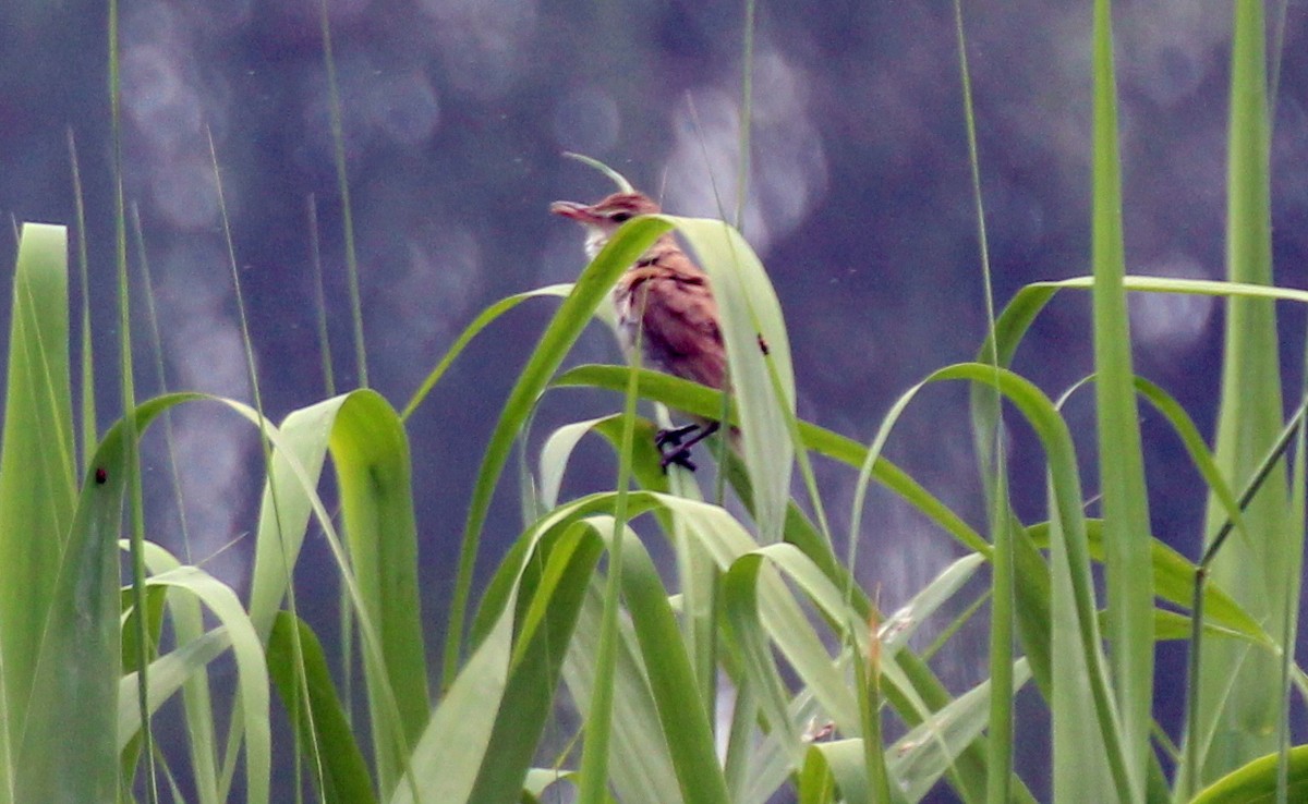 Oriental Reed Warbler - Gary Leavens
