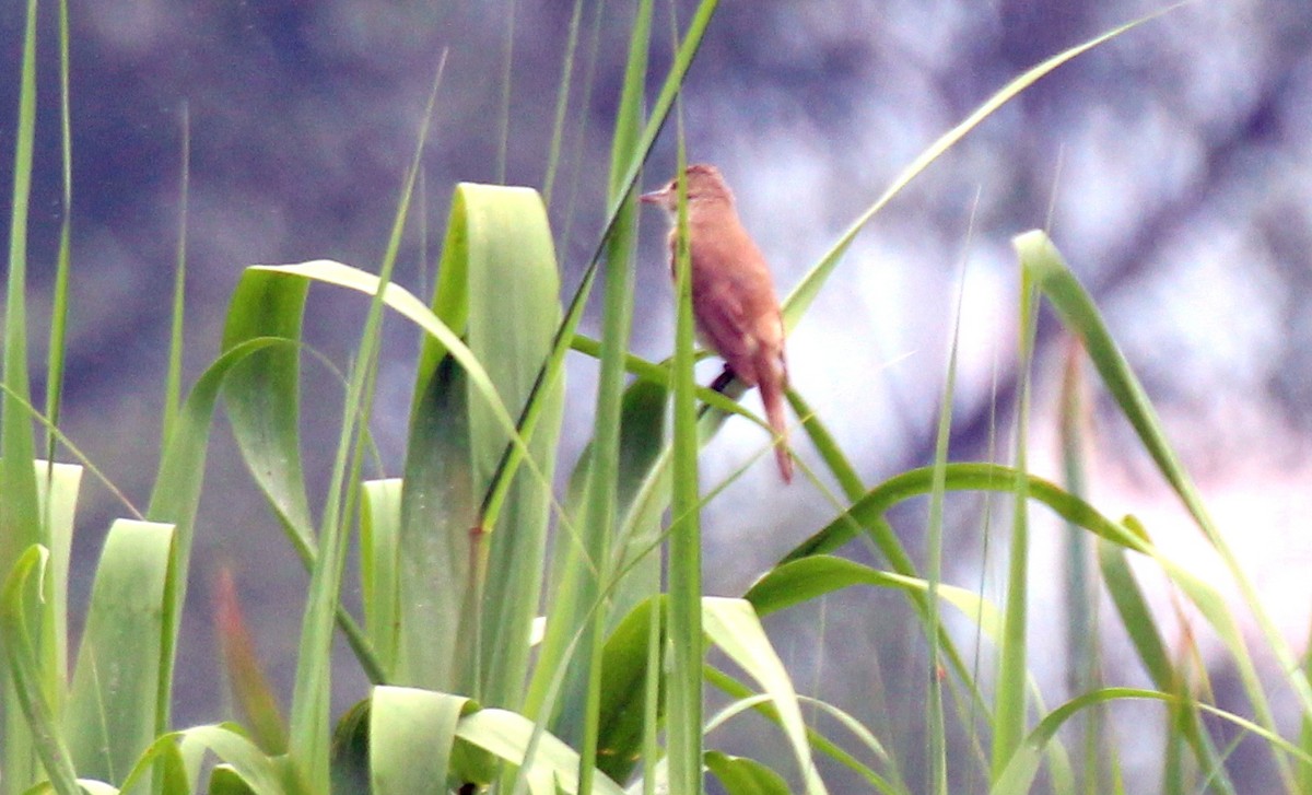 Oriental Reed Warbler - Gary Leavens