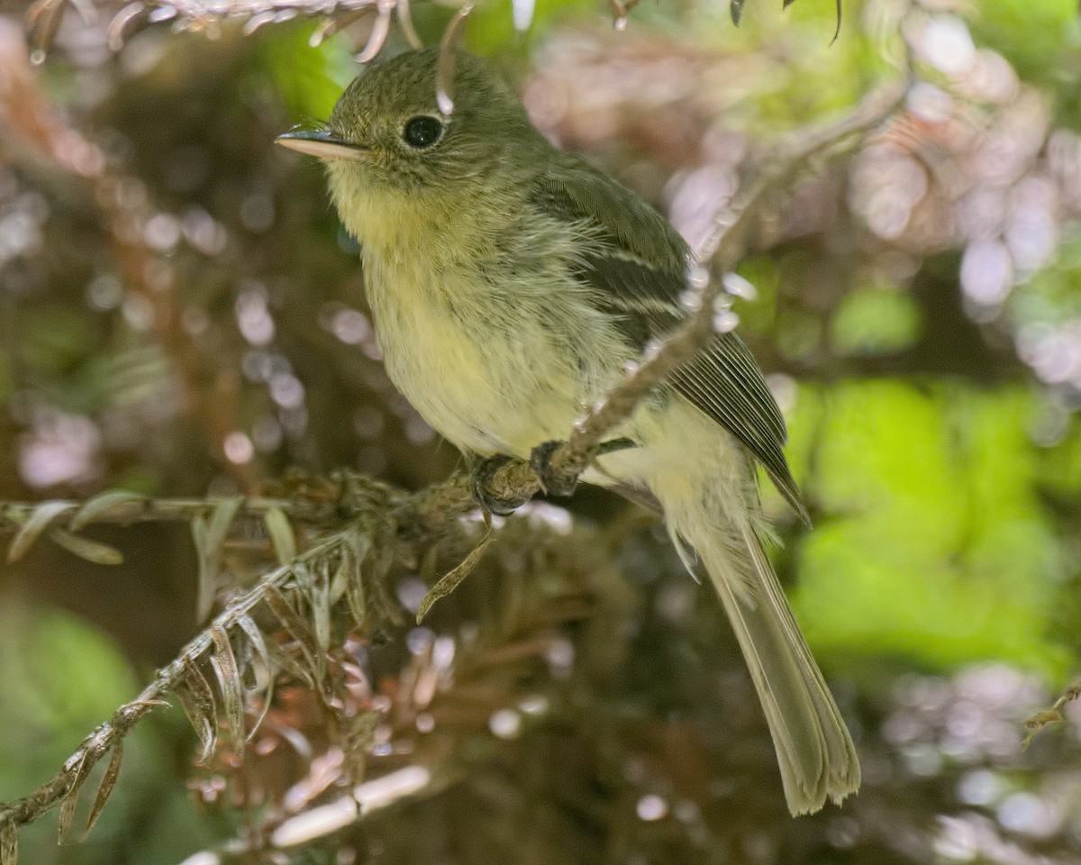 Western Flycatcher (Pacific-slope) - Michael Rieser