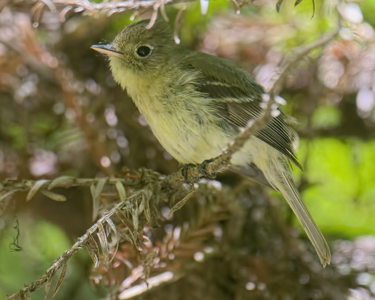 Western Flycatcher (Pacific-slope) - Michael Rieser