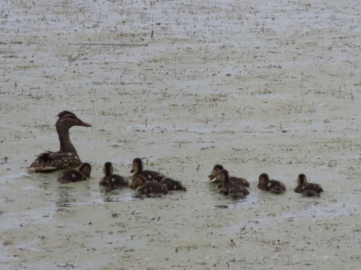 Mallard - Sherry Russak