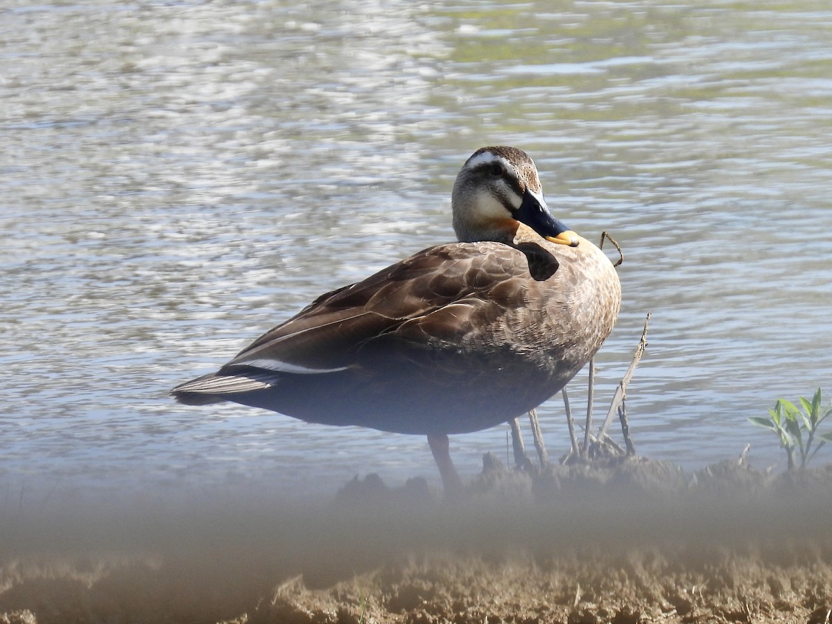 Eastern Spot-billed Duck - Stan Arnold