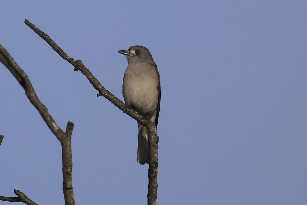 Gray Shrikethrush - Jim Stone