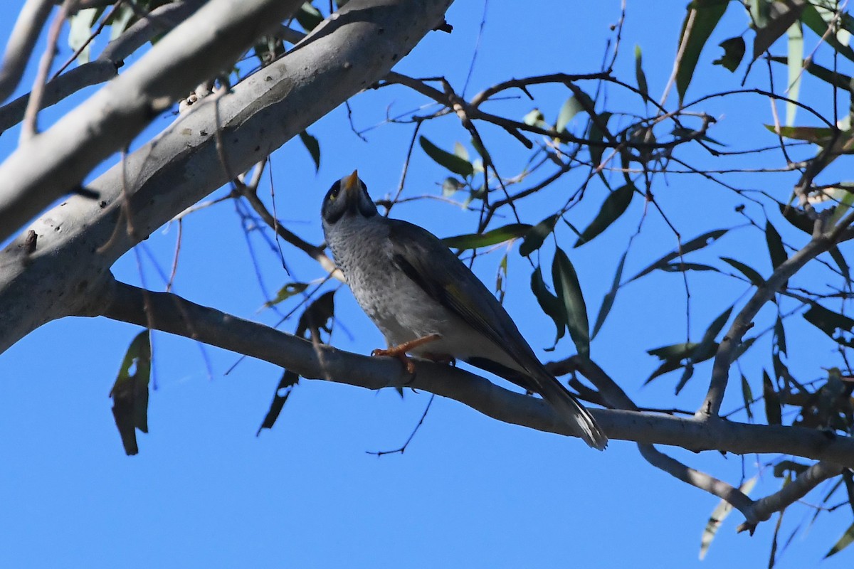 Noisy Miner - Michael Louey