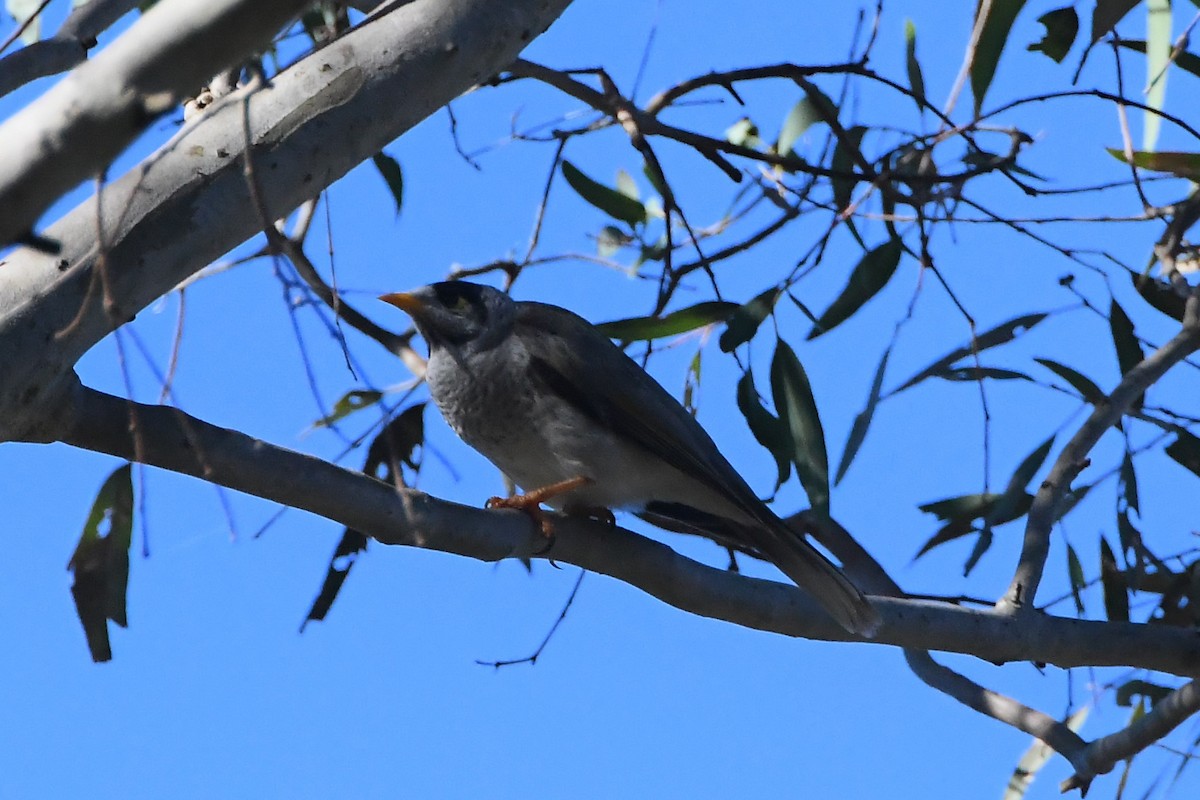 Noisy Miner - Michael Louey