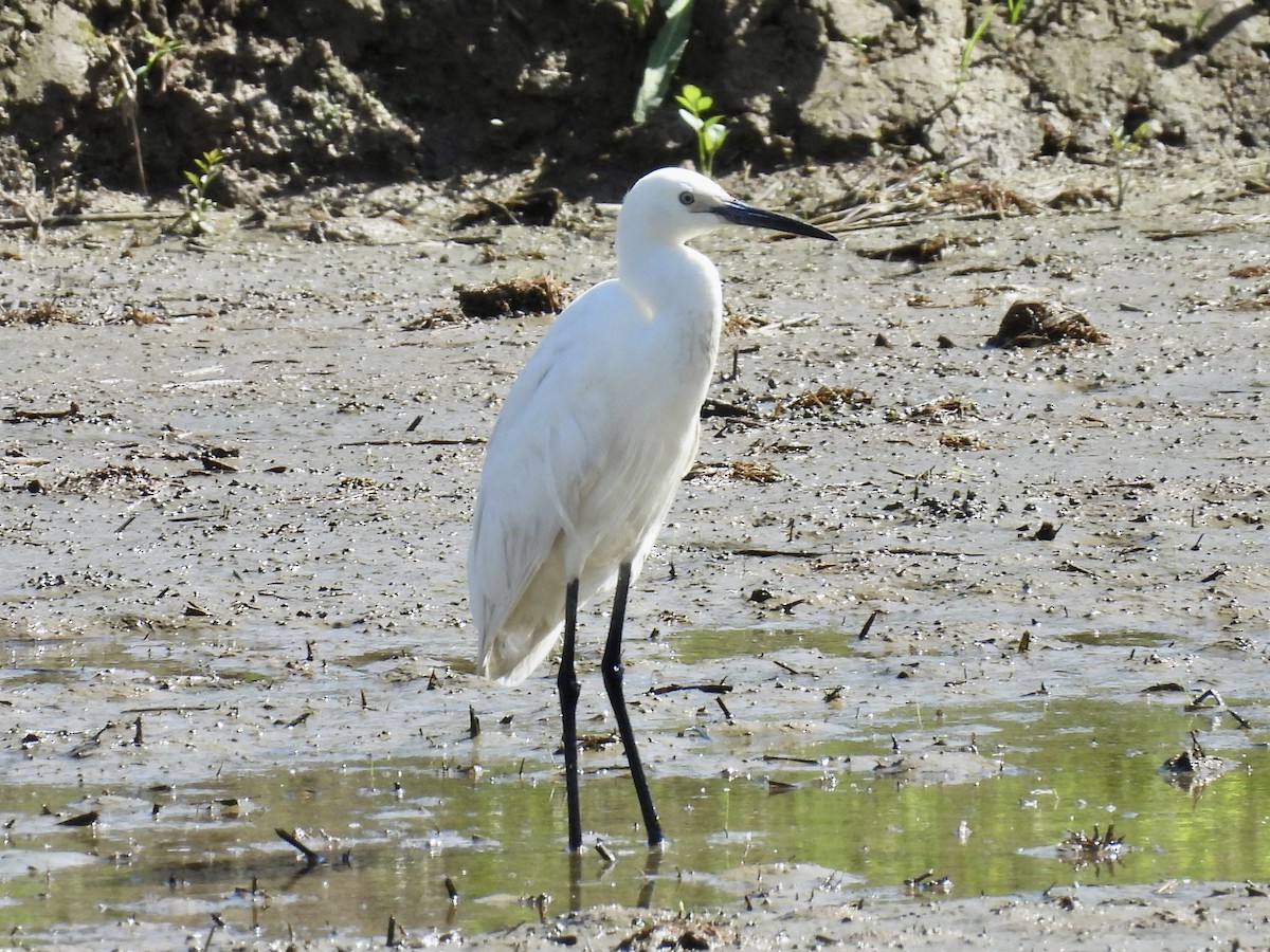 Little Egret - Stan Arnold