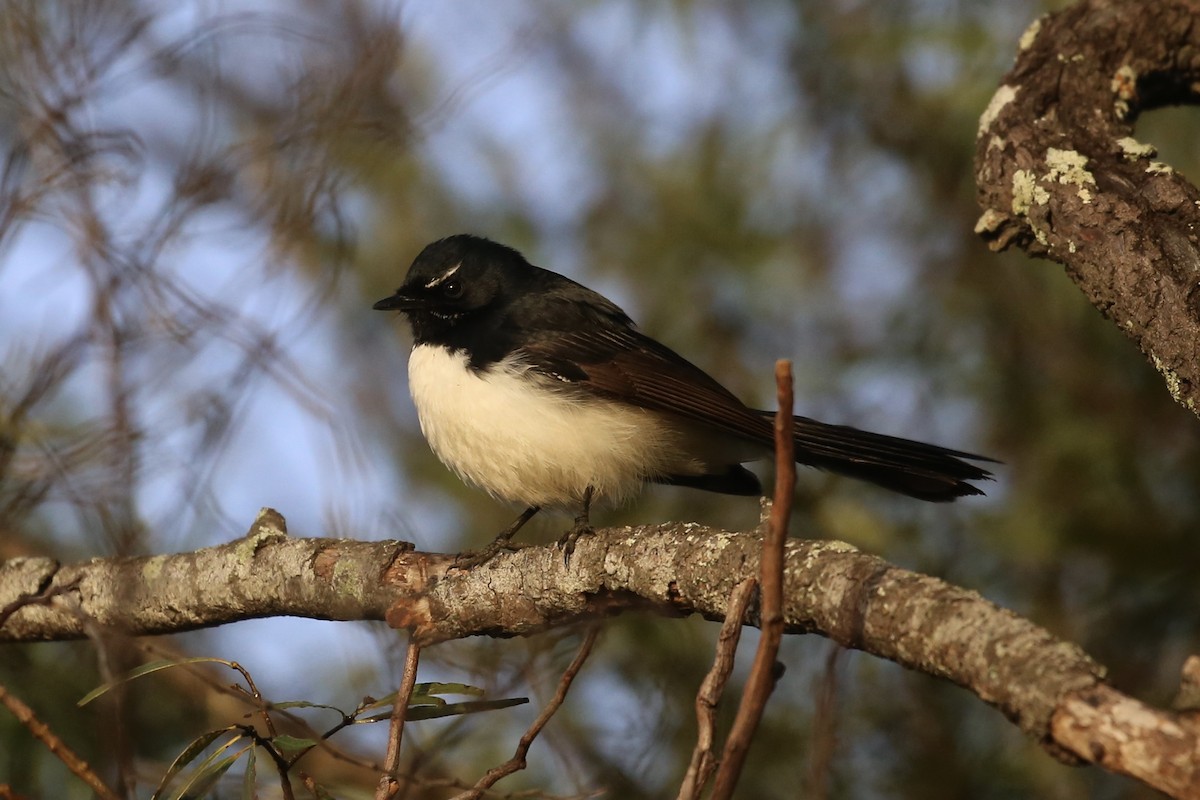 Willie-wagtail - Jim Stone