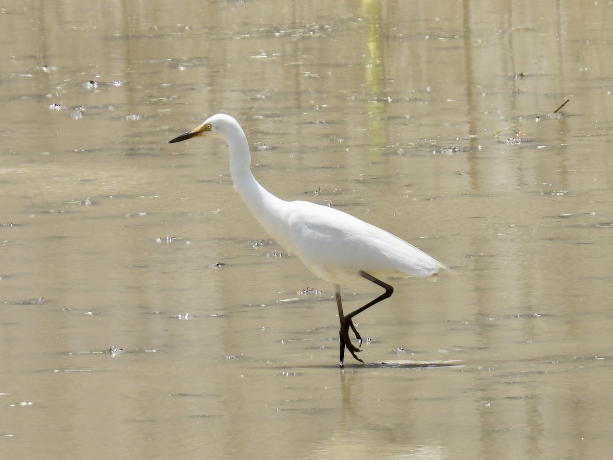 Medium Egret - Stan Arnold