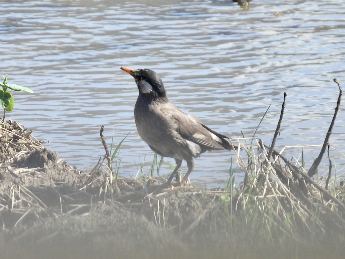 White-cheeked Starling - Stan Arnold