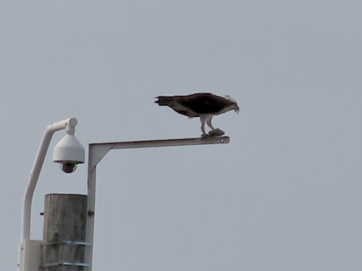 Osprey - Sherry Russak