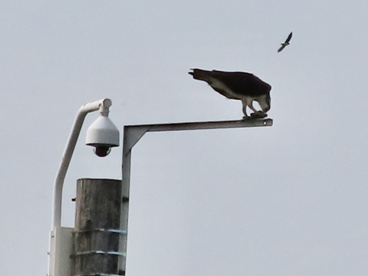 Osprey - Sherry Russak