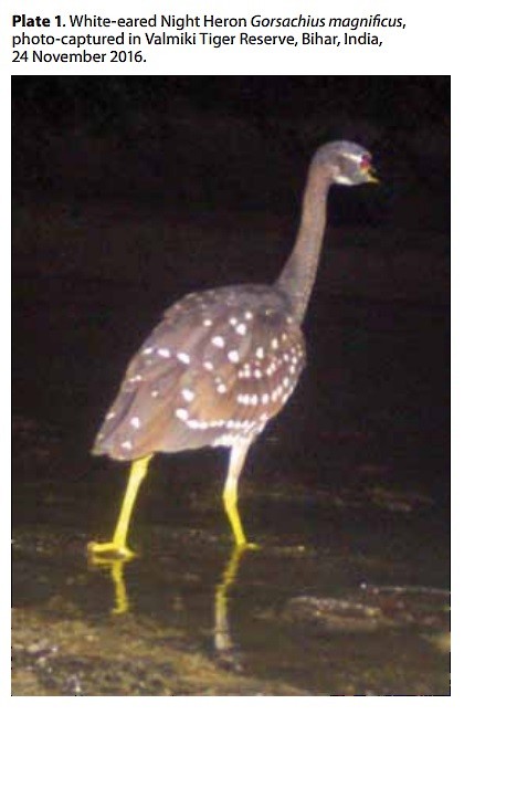 White-eared Night Heron - South Asian Rarities (Proxy Account)