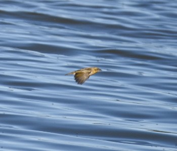 Black-headed Weaver - ML619661261