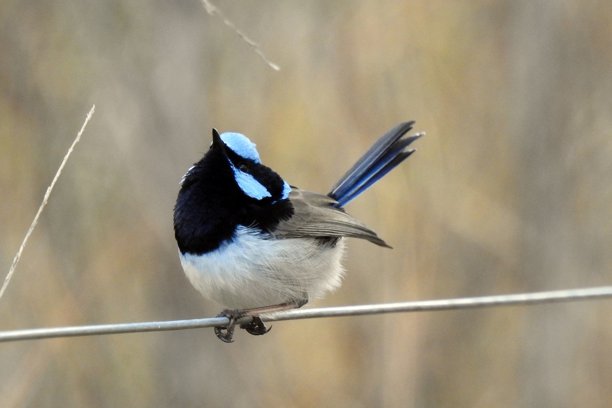 Superb Fairywren - B Jenkins