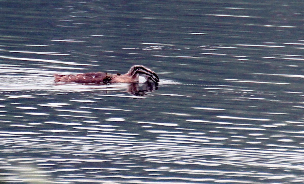 Great Crested Grebe - Gary Leavens