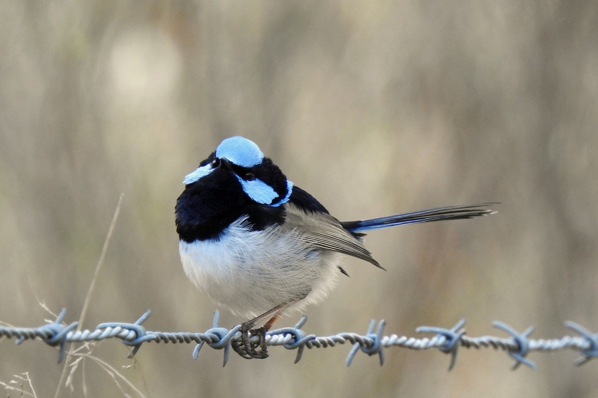 Superb Fairywren - B Jenkins