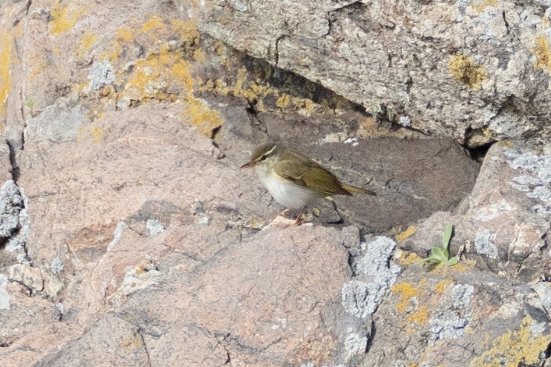 Eastern Crowned Warbler - ML619661268