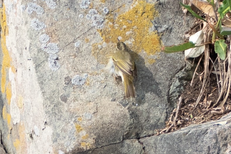 Eastern Crowned Warbler - Fran Kim