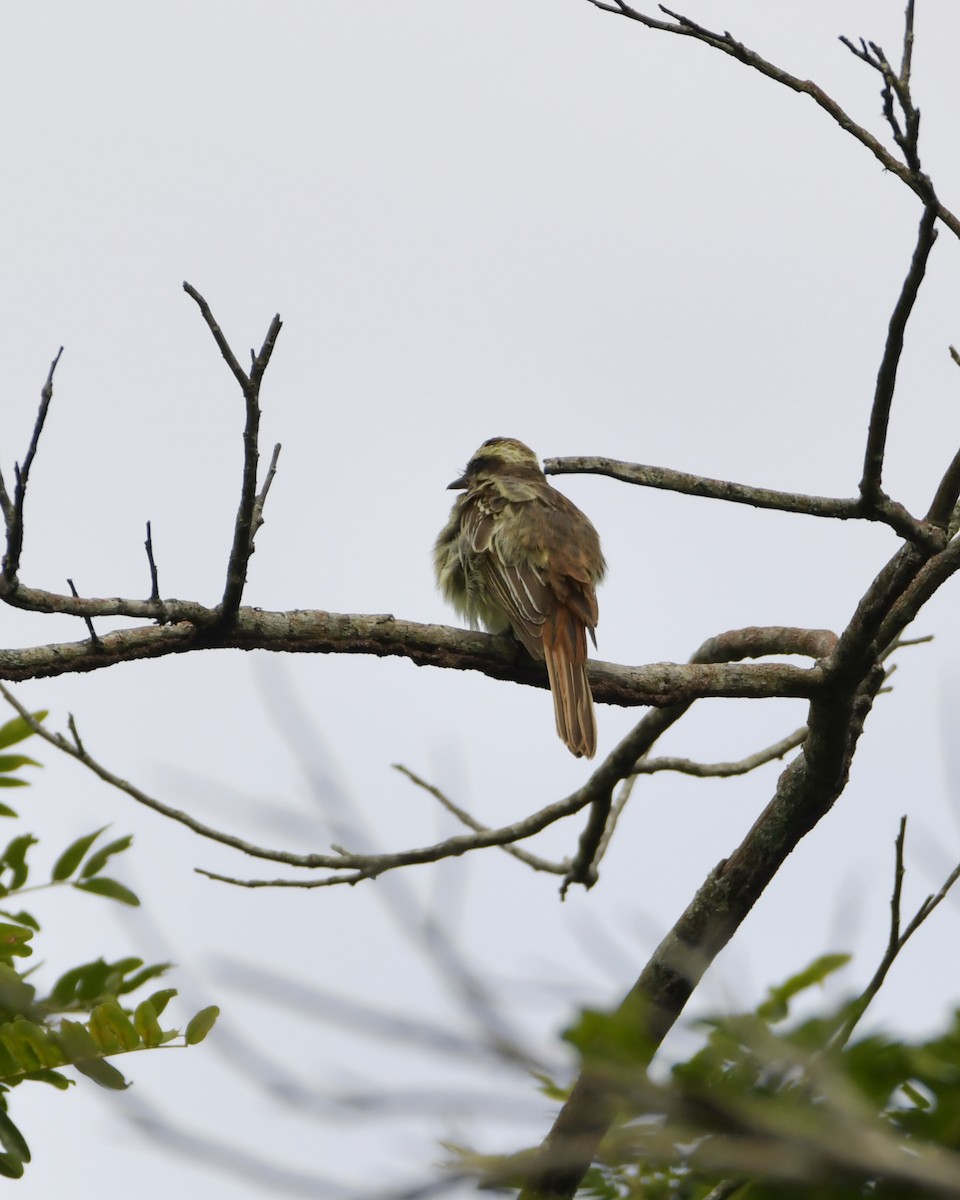 Variegated Flycatcher - ML619661272