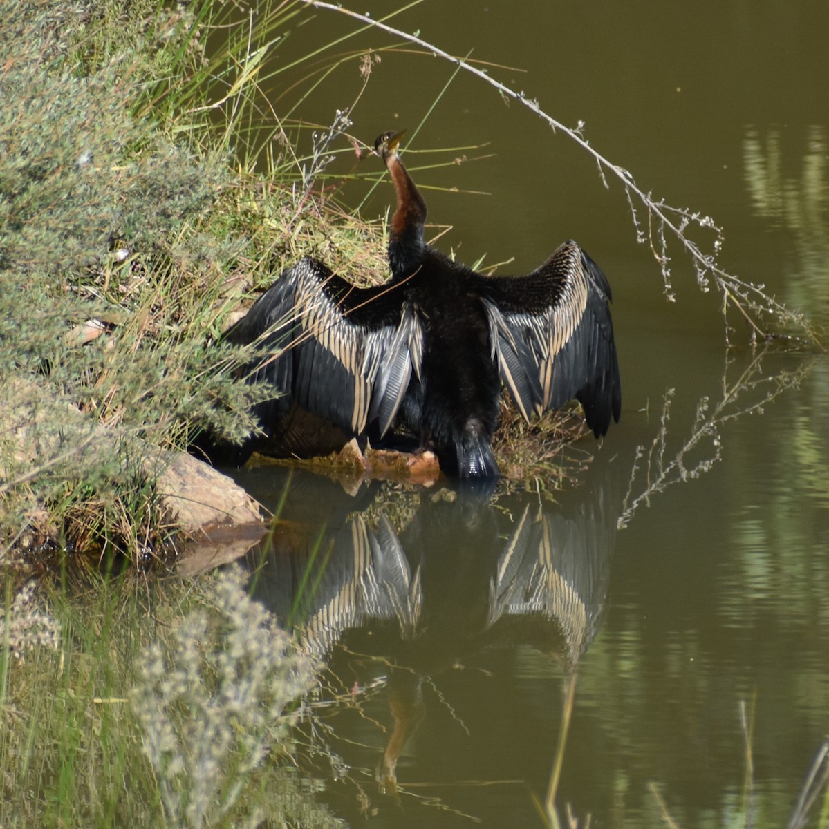 Australasian Darter - Julie Smith