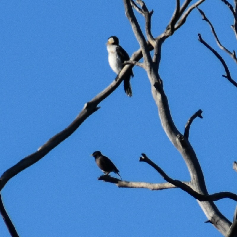 Little Pied Cormorant - Julie Smith