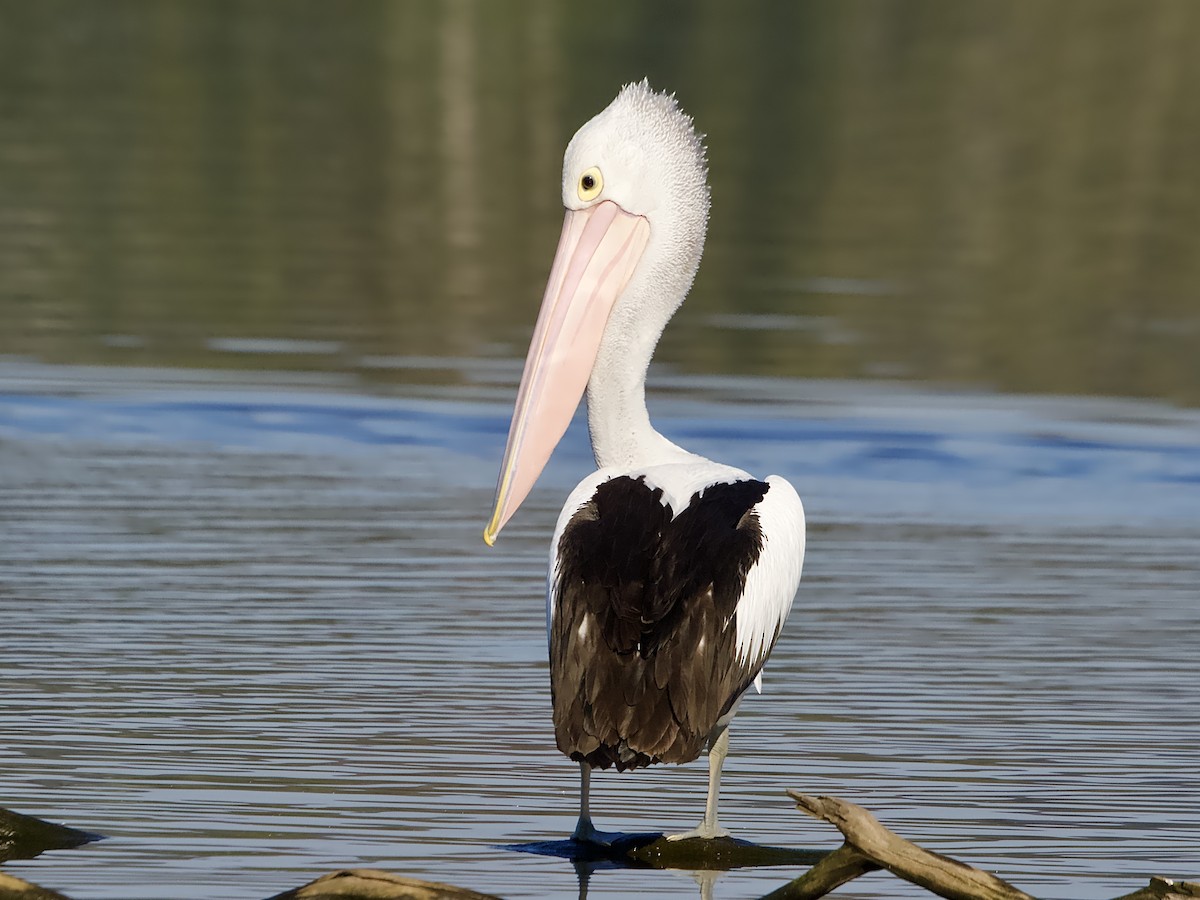 Australian Pelican - Allan Johns