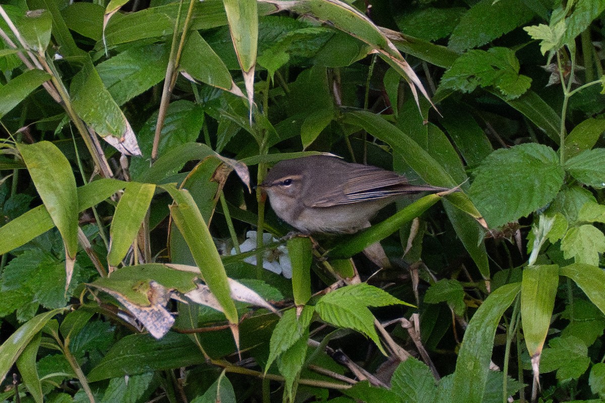 Dusky Warbler - Fran Kim