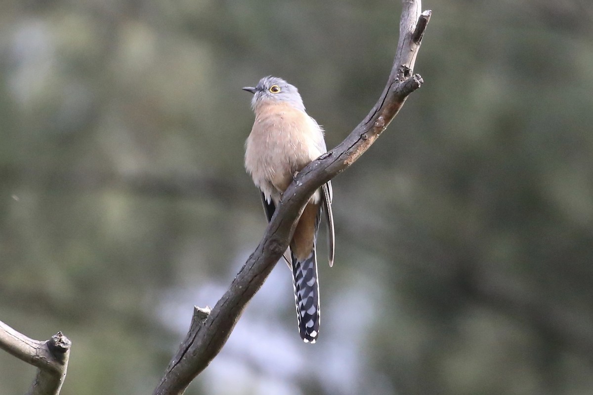 Fan-tailed Cuckoo - Jim Stone