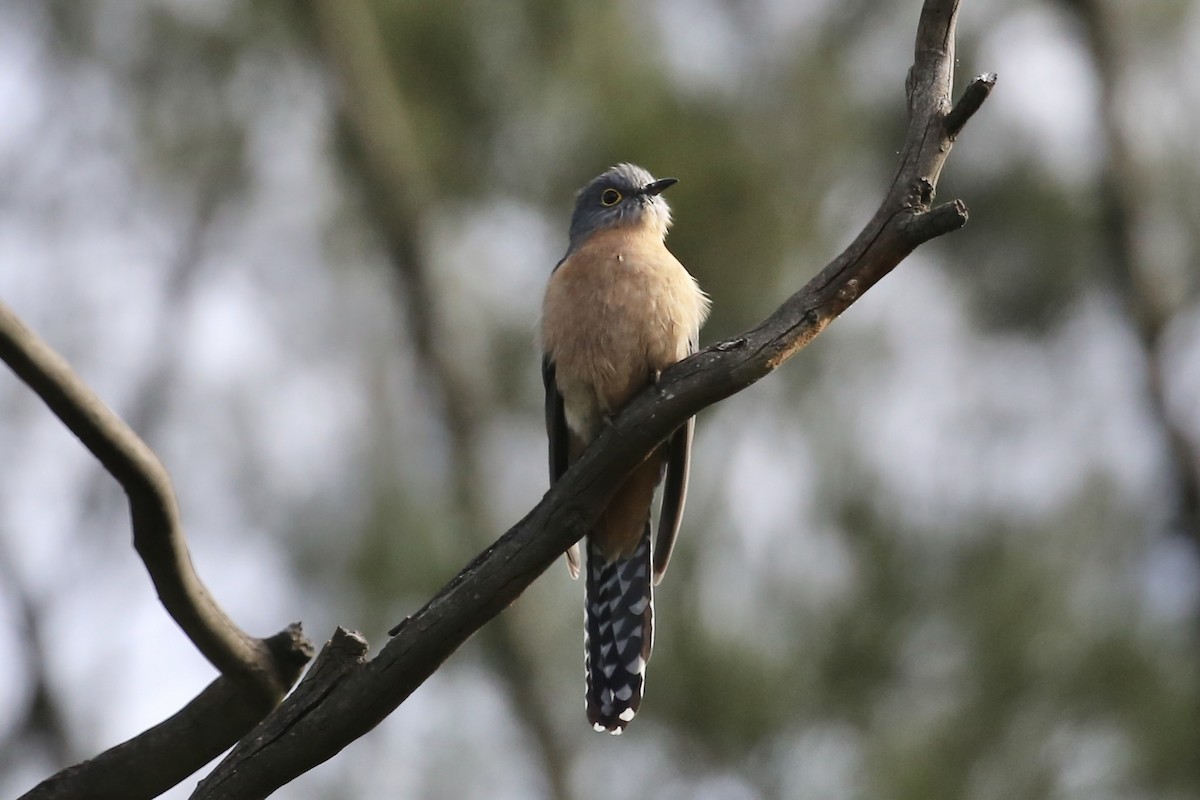 Fan-tailed Cuckoo - Jim Stone