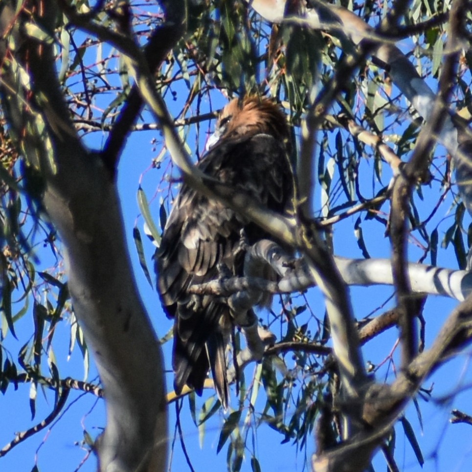 Brown Falcon - Julie Smith