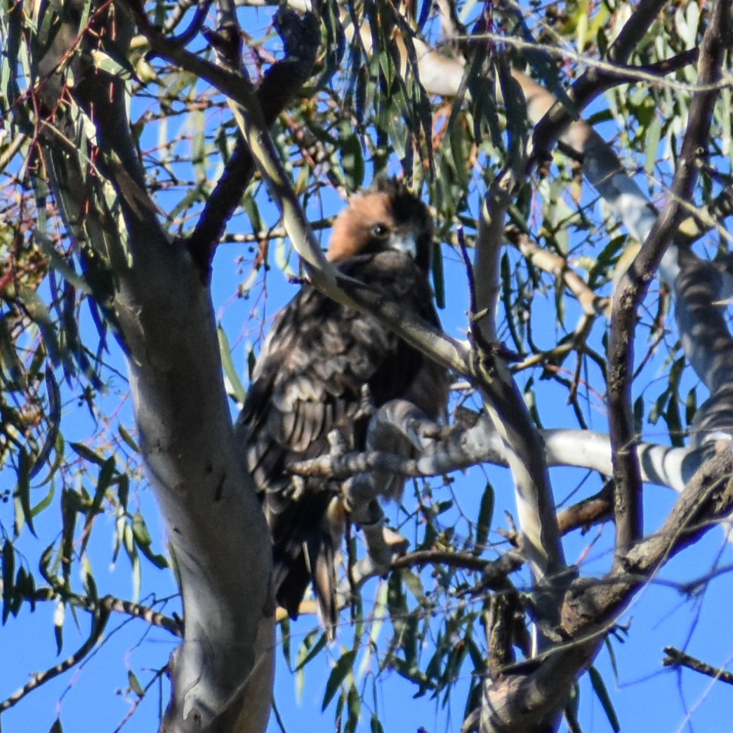 Brown Falcon - ML619661288