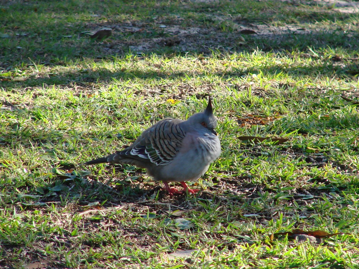 Crested Pigeon - Andrew Bishop