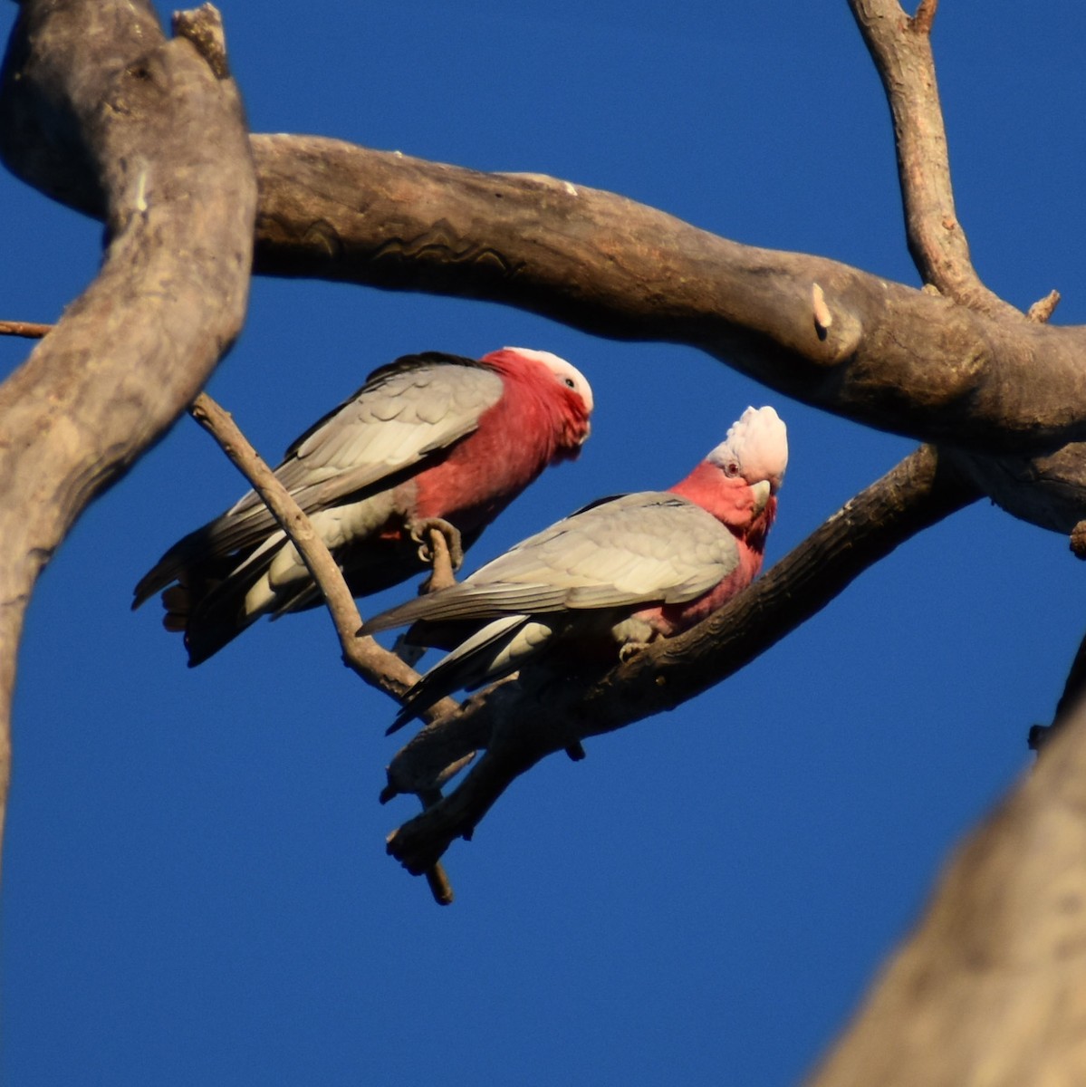 Cacatúa Galah - ML619661291