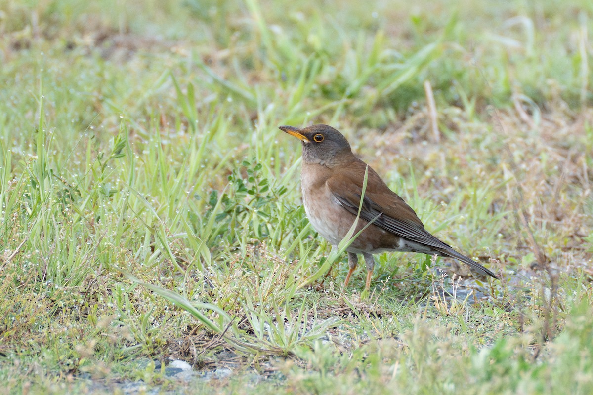 Pale Thrush - ML619661294