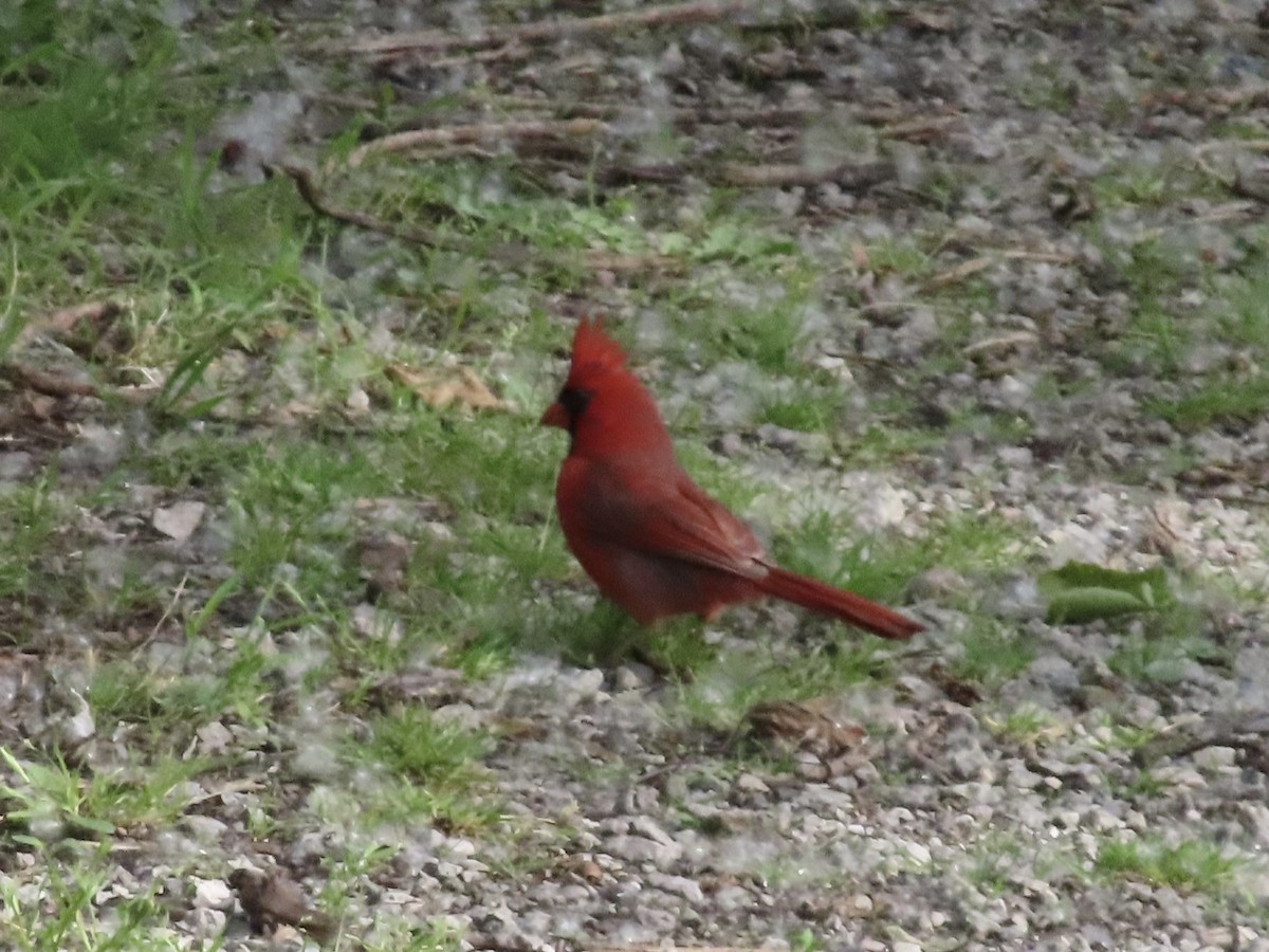 Northern Cardinal - Sherry Russak