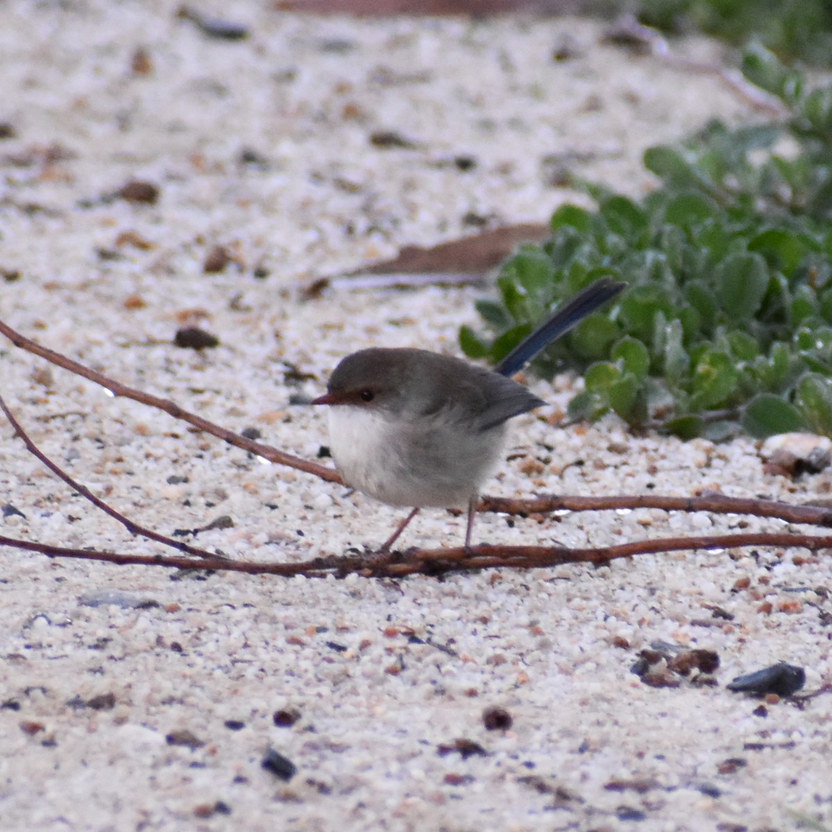 Superb Fairywren - ML619661299