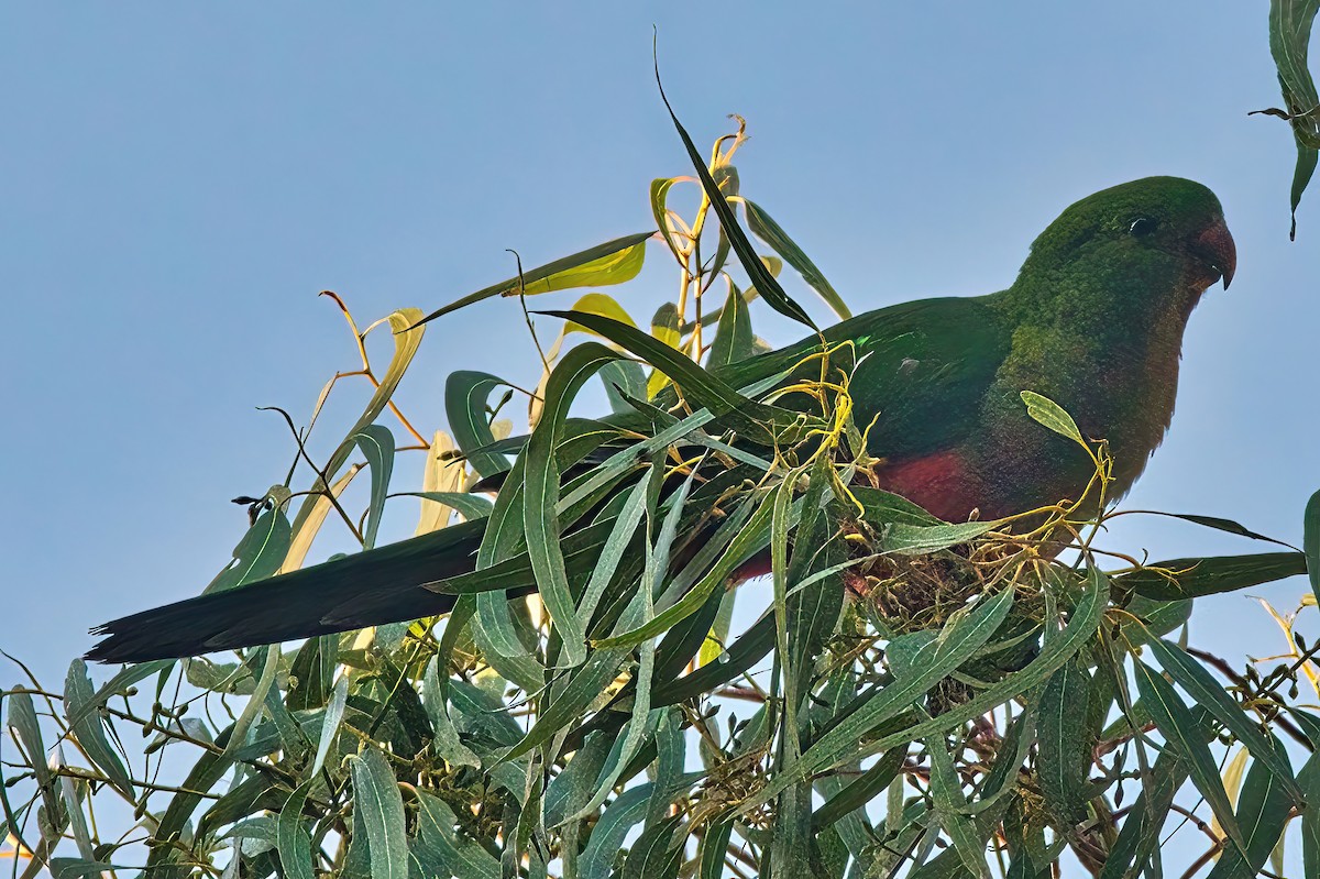 Australian King-Parrot - Alfons  Lawen