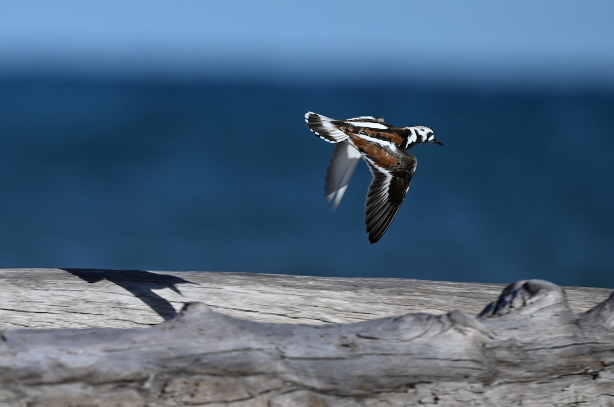 Ruddy Turnstone - James Markham