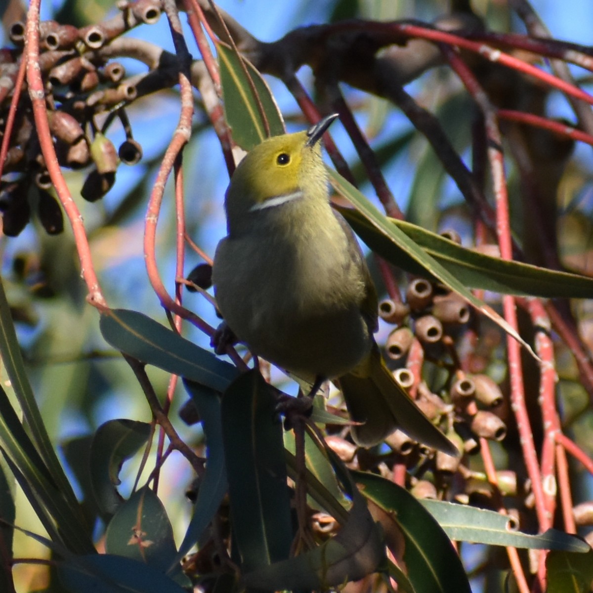 White-plumed Honeyeater - Julie Smith