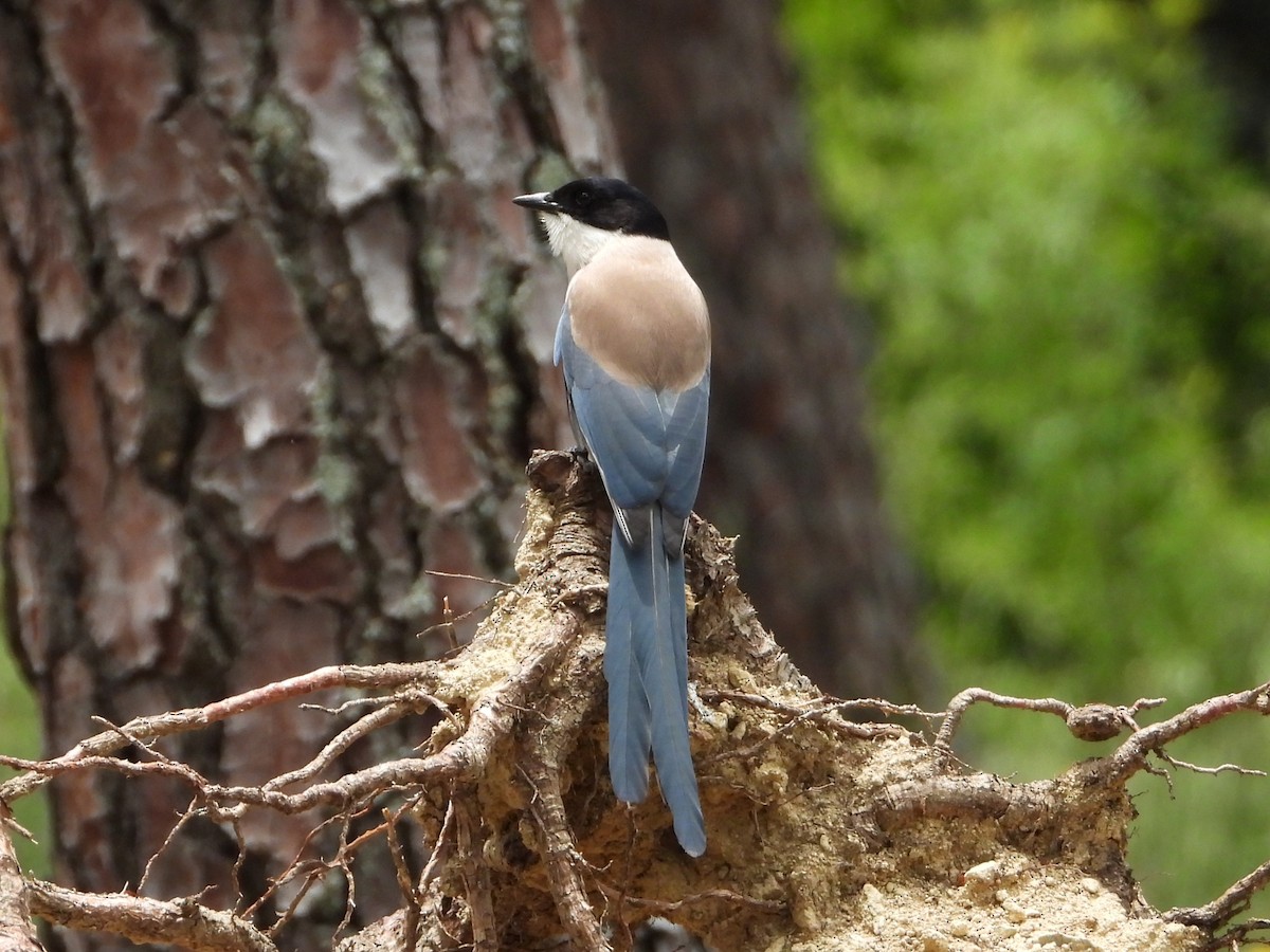 Iberian Magpie - Raul Perez