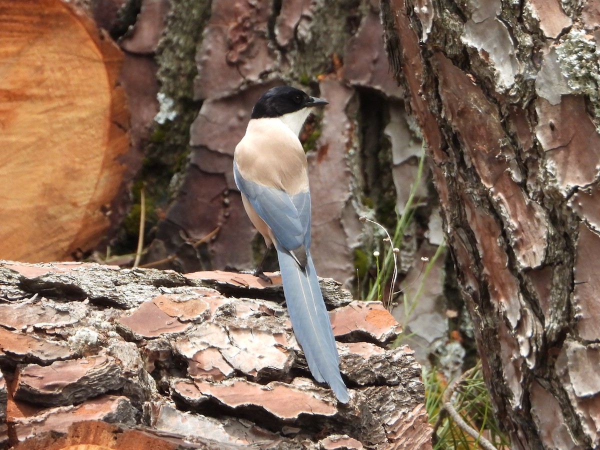 Iberian Magpie - Raul Perez