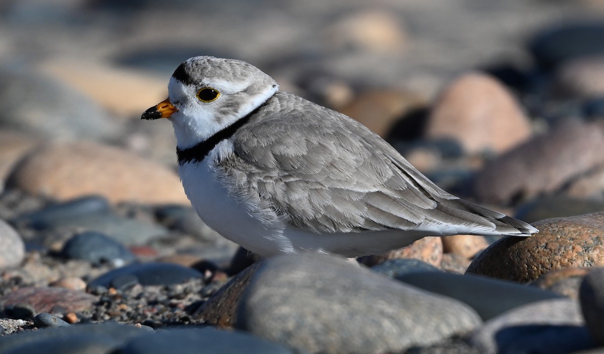 Piping Plover - James Markham