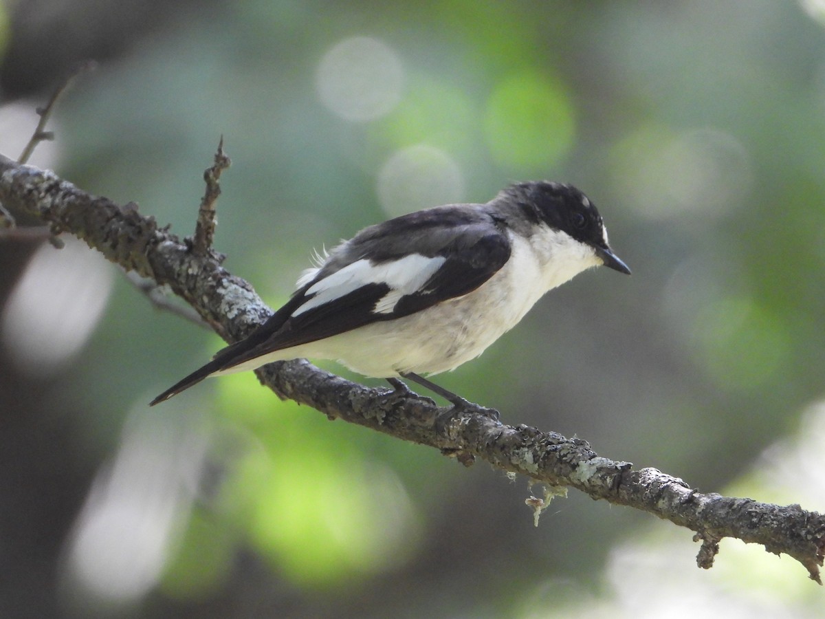 European Pied Flycatcher - Raul Perez