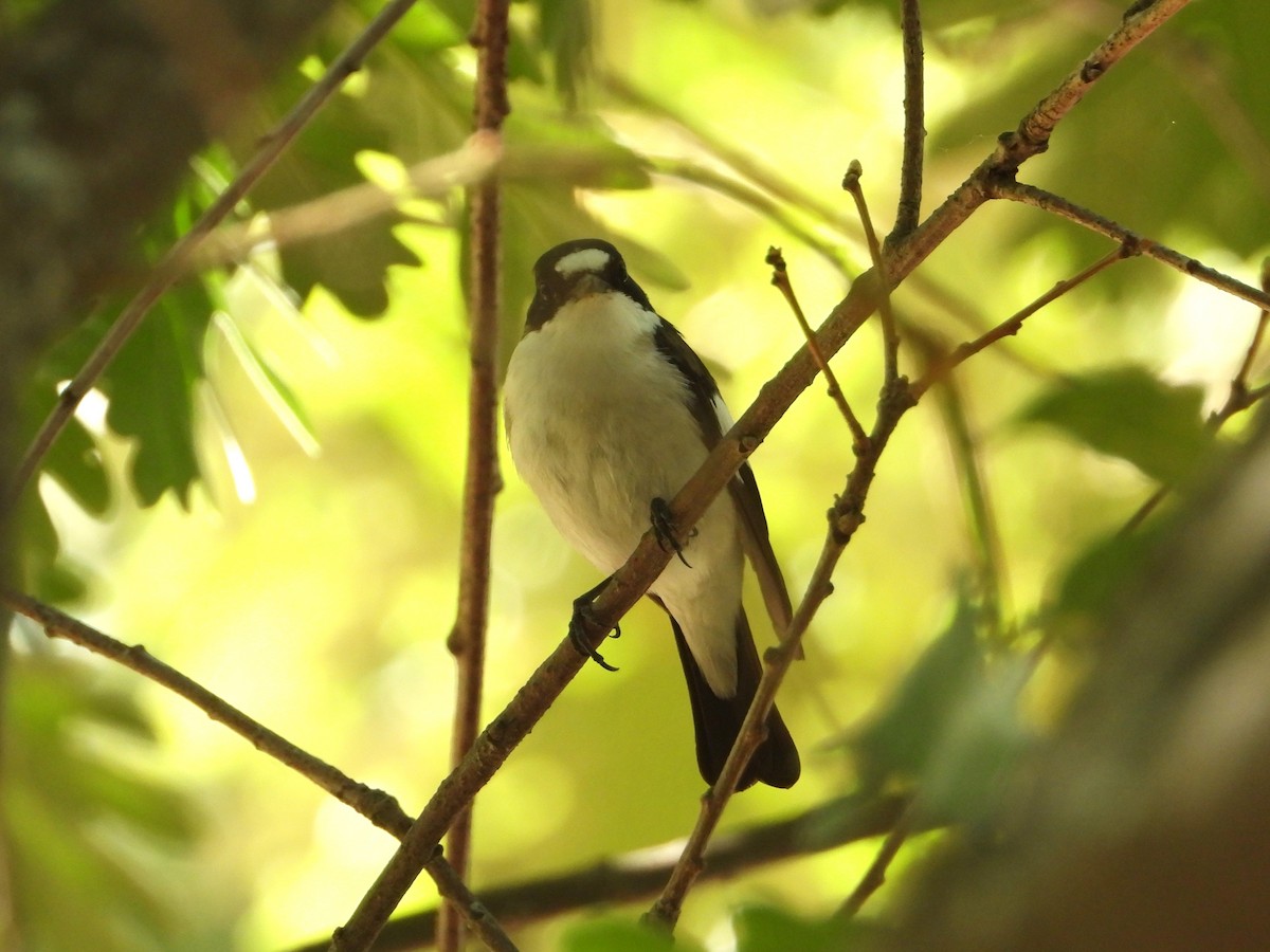 European Pied Flycatcher - Raul Perez