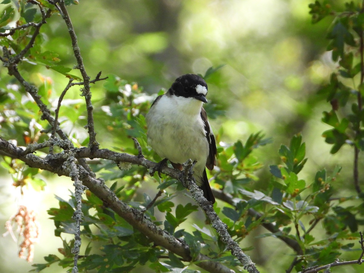 European Pied Flycatcher - Raul Perez