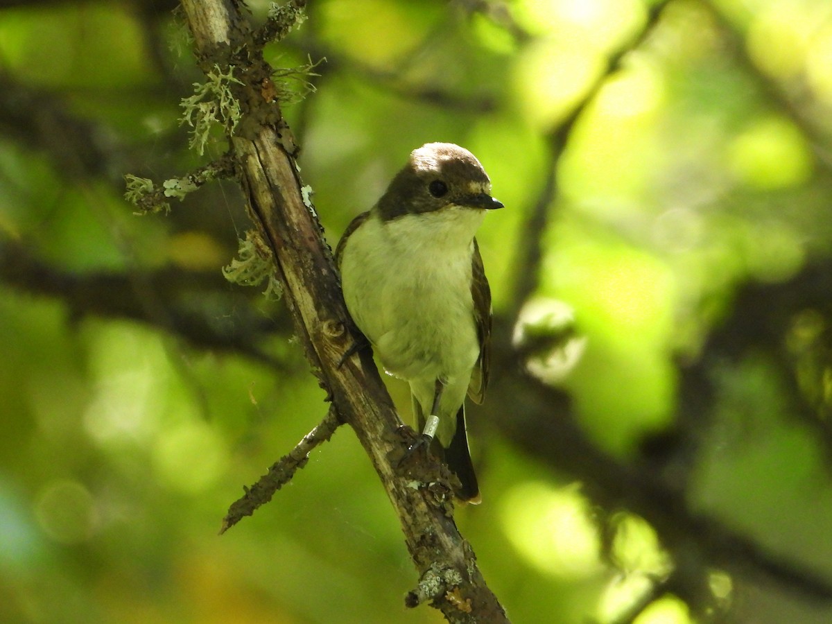 European Pied Flycatcher - Raul Perez