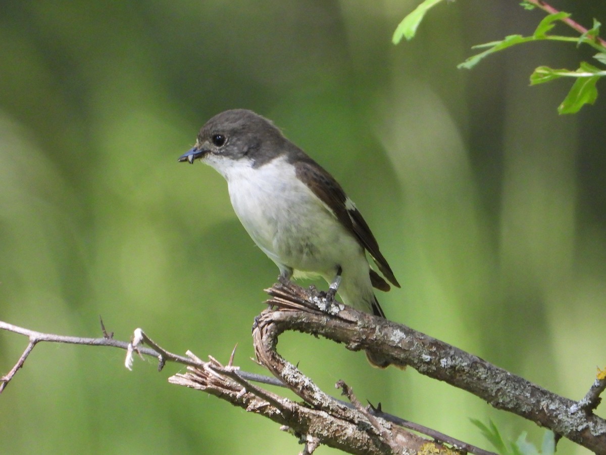 European Pied Flycatcher - Raul Perez